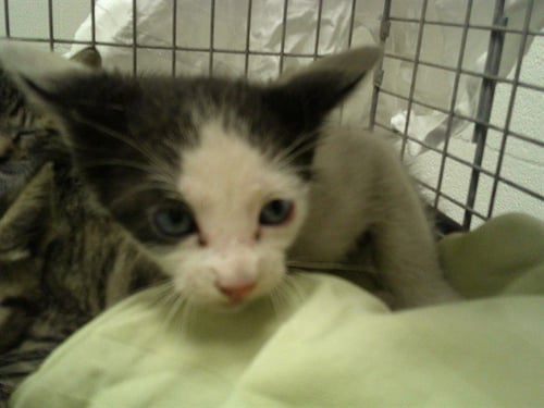HENRI - Domestic Short Hair available for adoption