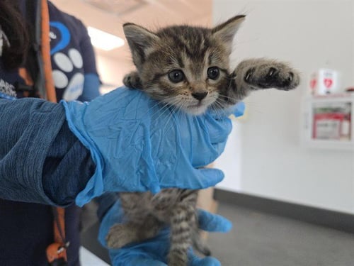 A2481496 - Domestic Short Hair available for adoption