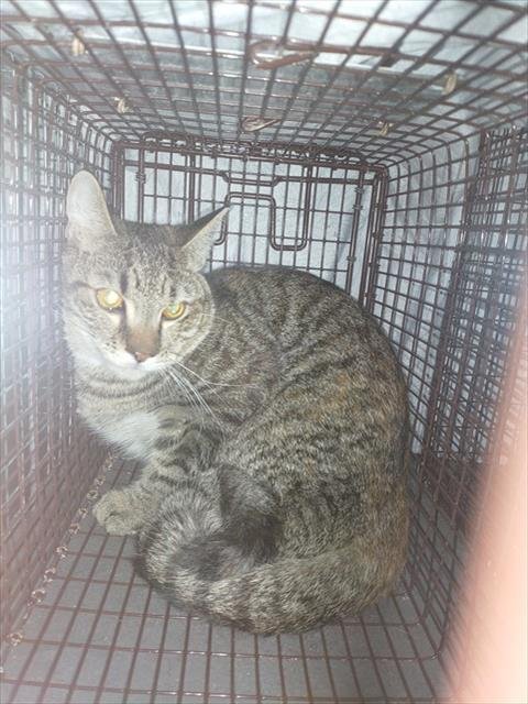 SHERRI - Domestic Short Hair available for adoption