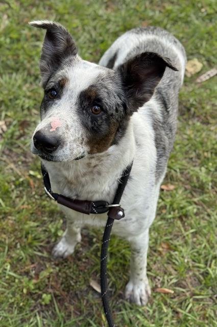 PATCHES - Australian Cattle Dog/Blue Heeler available for adoption