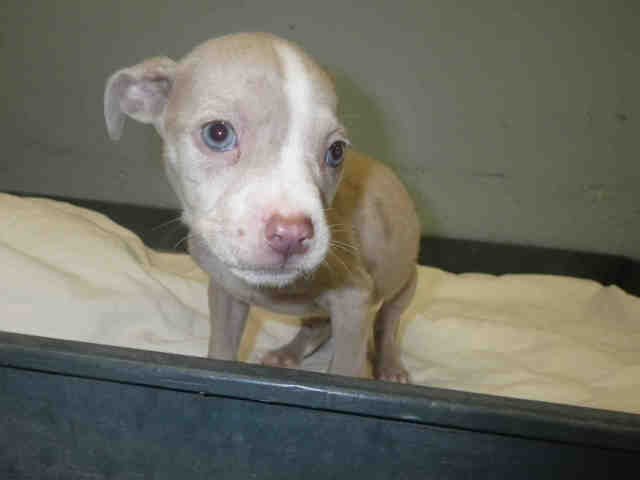 BAILEY - American Staffordshire Terrier / Catahoula Leopard Dog available for adoption