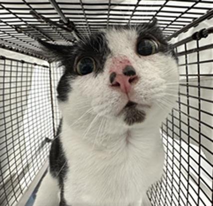 CHIP - Domestic Short Hair available for adoption