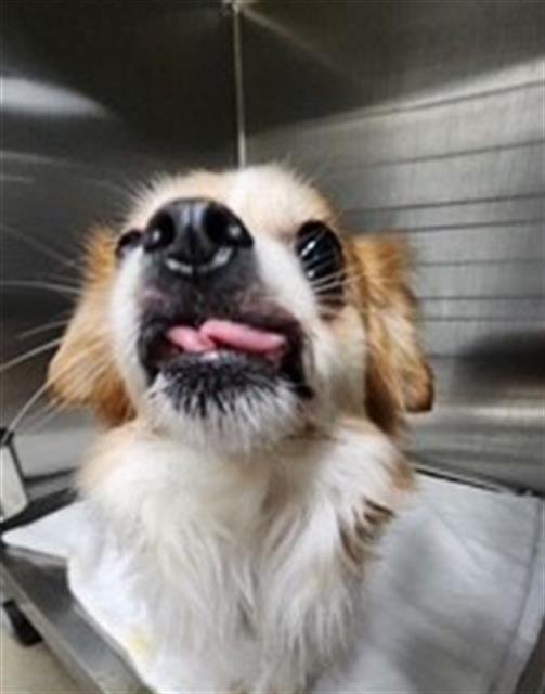 BENEDICT - Chihuahua available for adoption