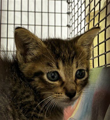 A2480632 - Domestic Short Hair available for adoption