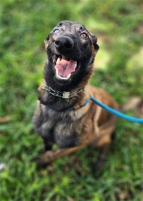 IRIS - Belgian Shepherd Malinois available for adoption