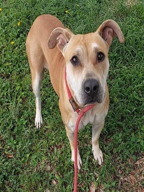 JUNE - American Staffordshire Terrier available for adoption