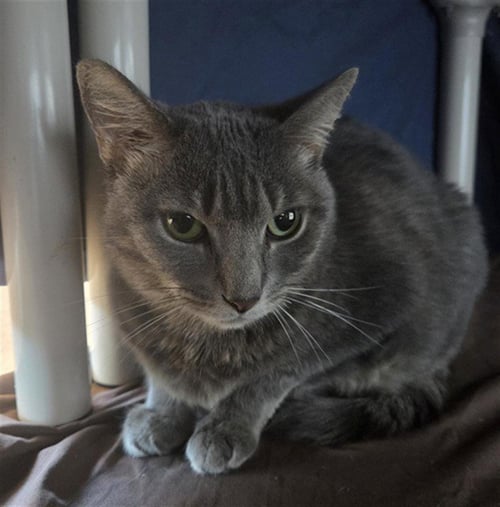 GRACIE - Domestic Short Hair available for adoption