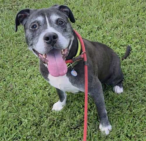 COBY - Pit Bull Terrier available for adoption