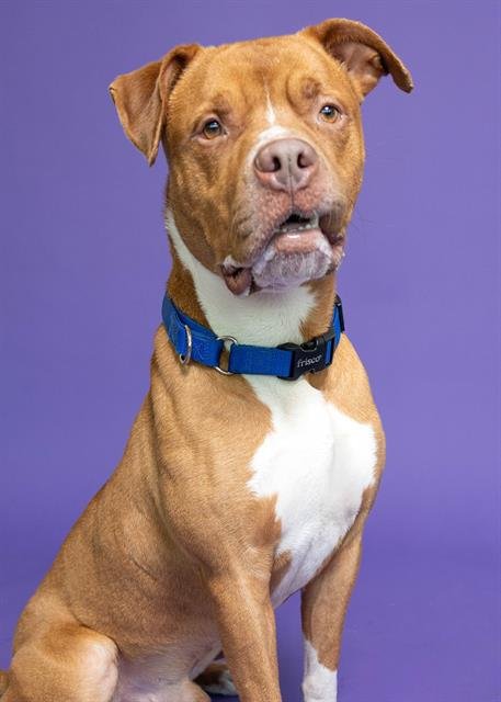 FRANK OCEAN - American Pit Bull Terrier available for adoption