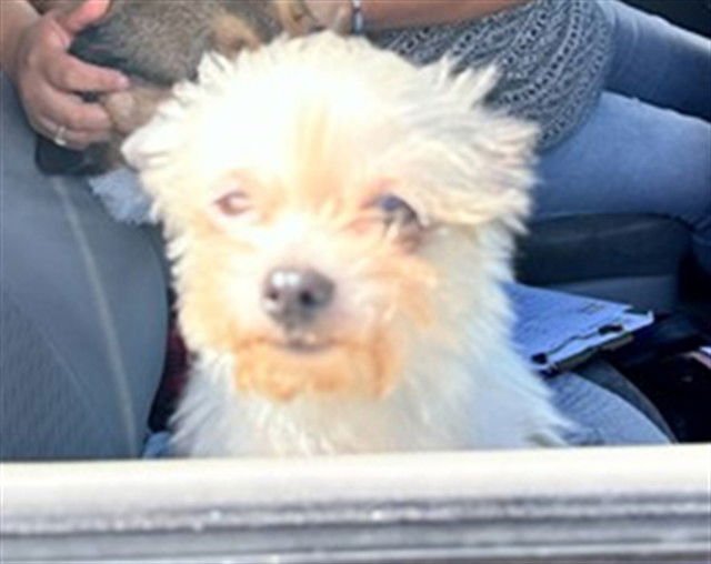 JOSIE - Maltese available for adoption