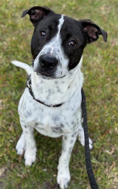 CODY - Pointer / American Staffordshire Terrier available for adoption