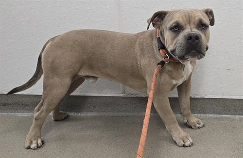 DAN - American Staffordshire Terrier available for adoption