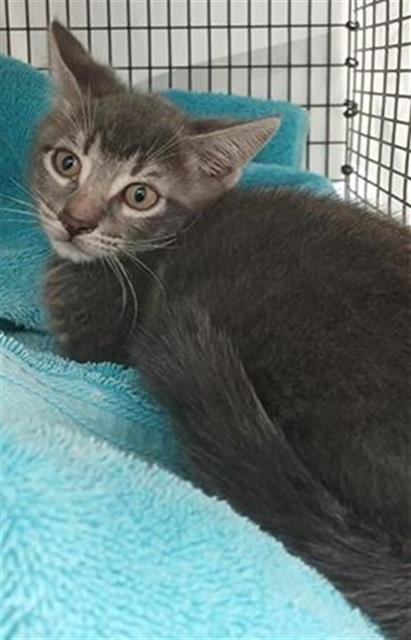 A2461878 - Domestic Short Hair available for adoption