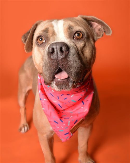 CHIFFON - American Staffordshire Terrier available for adoption