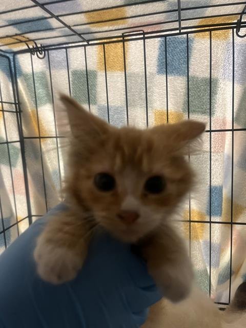 A2459138 - Domestic Medium Hair available for adoption