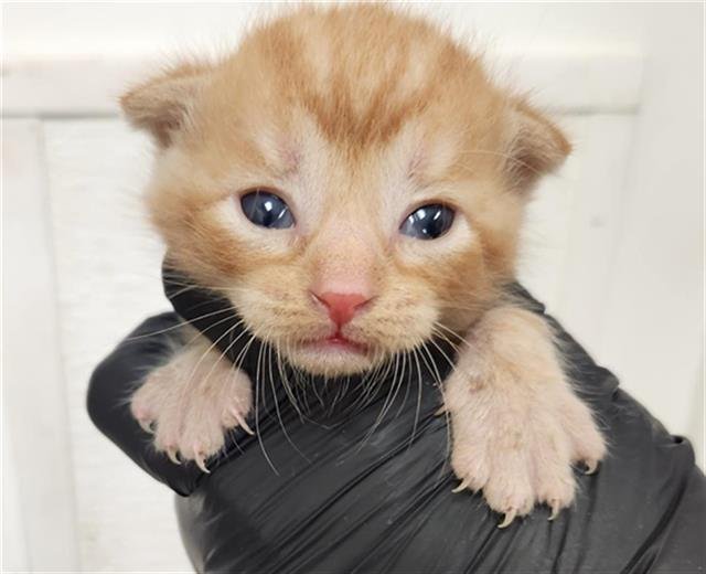 CHESTER - Domestic Short Hair available for adoption