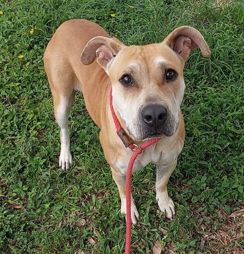 JUNE - American Staffordshire Terrier available for adoption