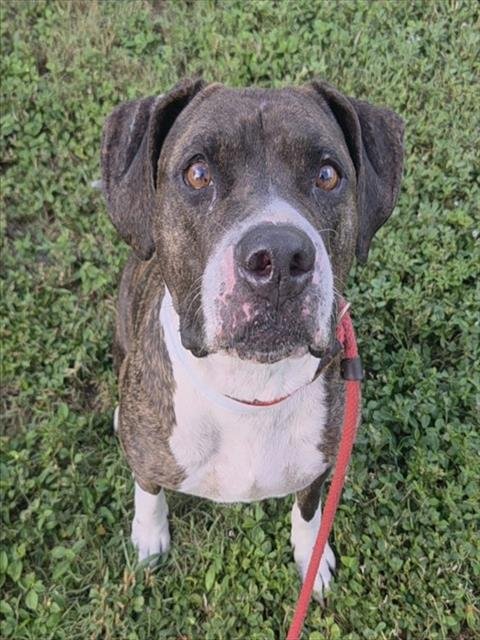 NICOLETTE - American Staffordshire Terrier available for adoption