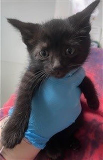 A2466218 - Domestic Short Hair available for adoption