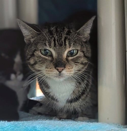 QUESO - Domestic Short Hair available for adoption