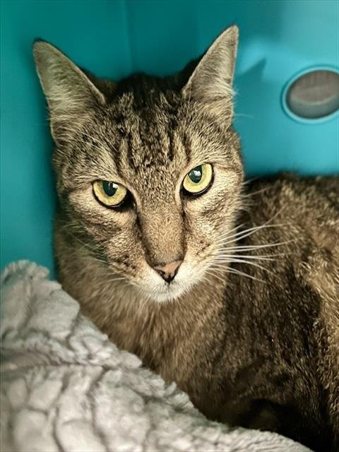 MRS FIELDS - Domestic Short Hair available for adoption