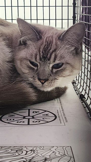 RUSSO - Siamese / Snowshoe available for adoption