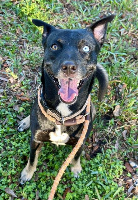 CRUISE - Husky available for adoption