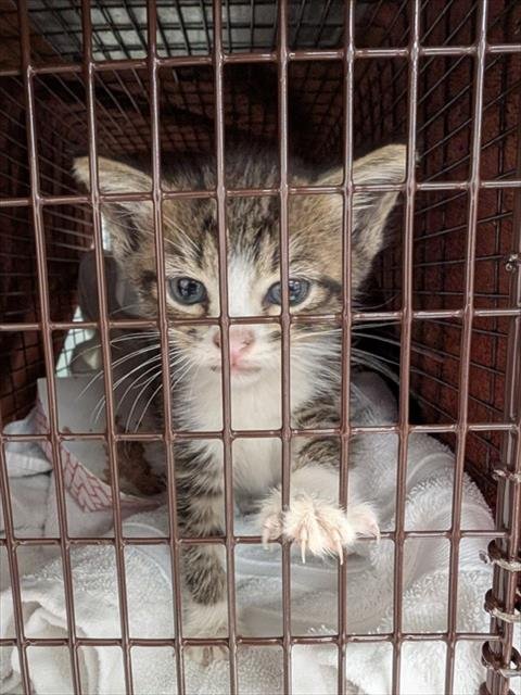 A2473858 - Domestic Short Hair available for adoption