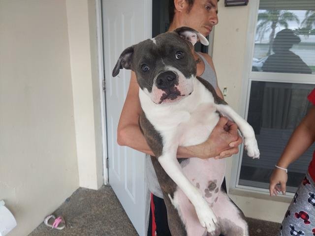 TYSON - American Staffordshire Terrier available for adoption