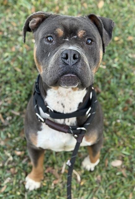 SAMOA - American Staffordshire Terrier available for adoption