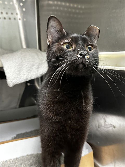 JESSY - Domestic Short Hair available for adoption