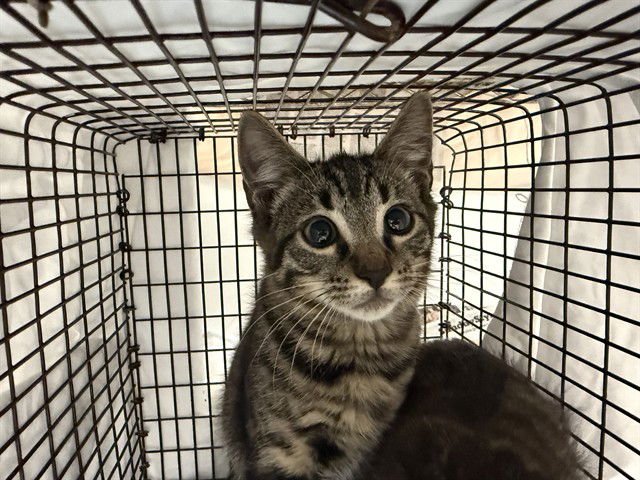 FUNNY - Domestic Short Hair available for adoption