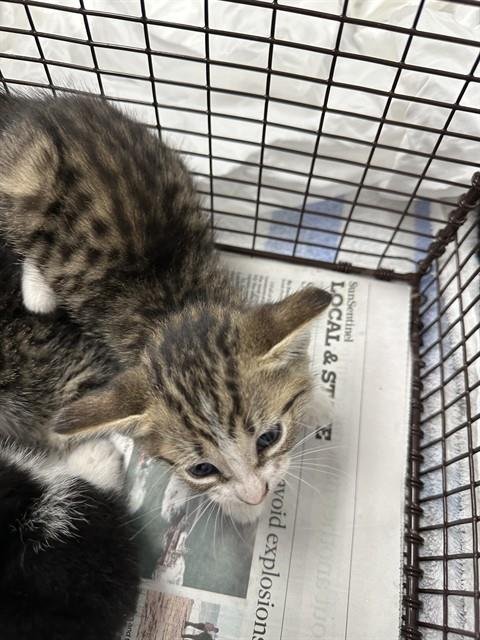 A2479616 - Domestic Short Hair available for adoption