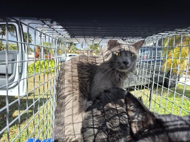 EGYPT - Domestic Short Hair available for adoption