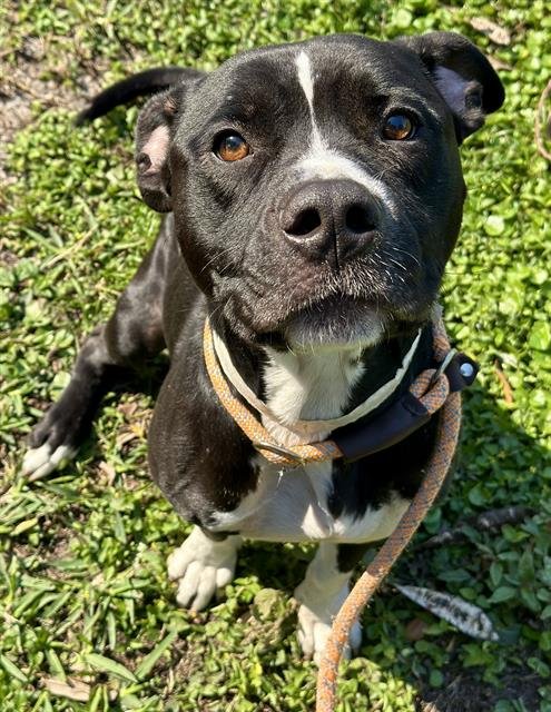 DESTIN - American Staffordshire Terrier available for adoption