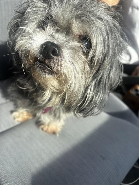 A2464421 - Shih Tzu available for adoption