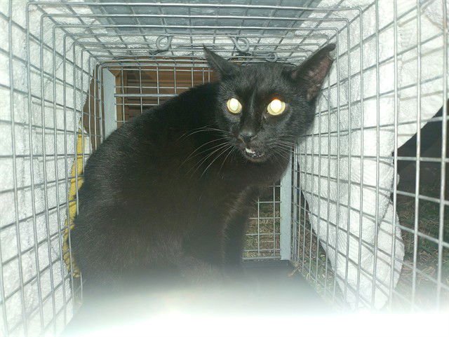 BILLIE - Domestic Short Hair available for adoption