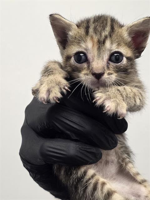 SERENITY - Domestic Short Hair available for adoption