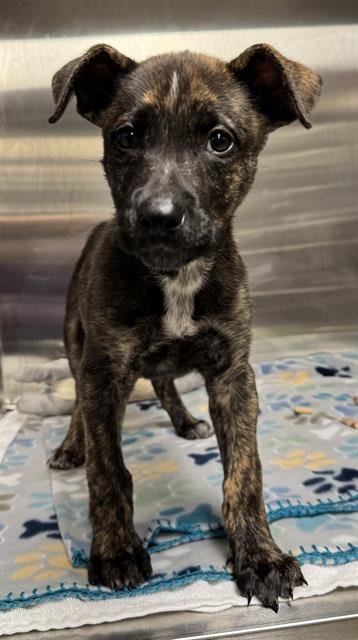 RUTHIE - American Staffordshire Terrier available for adoption