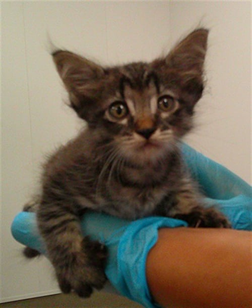 A2479458 - Domestic Short Hair available for adoption
