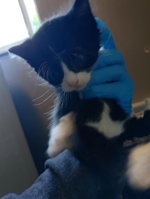 SPADE - Domestic Medium Hair available for adoption