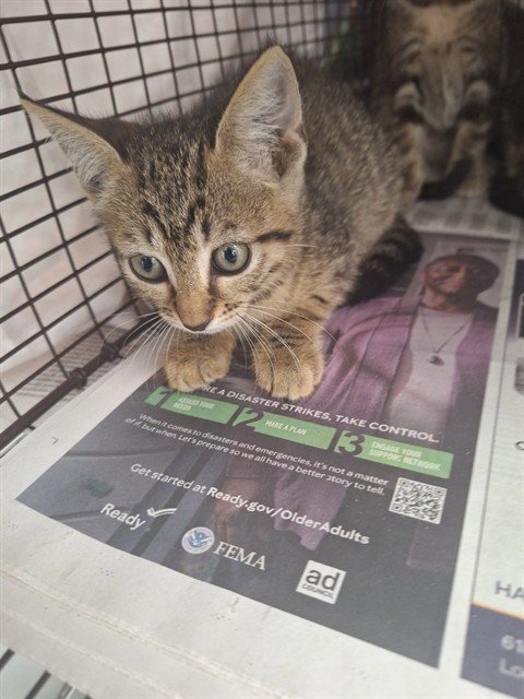 A2481361 - Domestic Short Hair available for adoption
