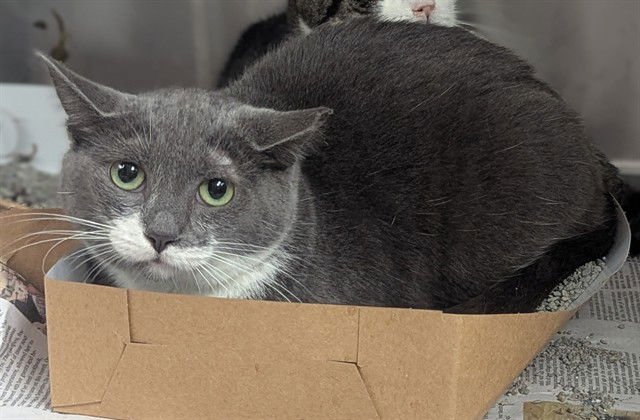 MAXINE - Domestic Short Hair available for adoption