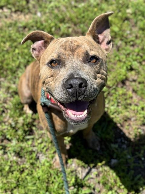 REPTAR - American Staffordshire Terrier available for adoption