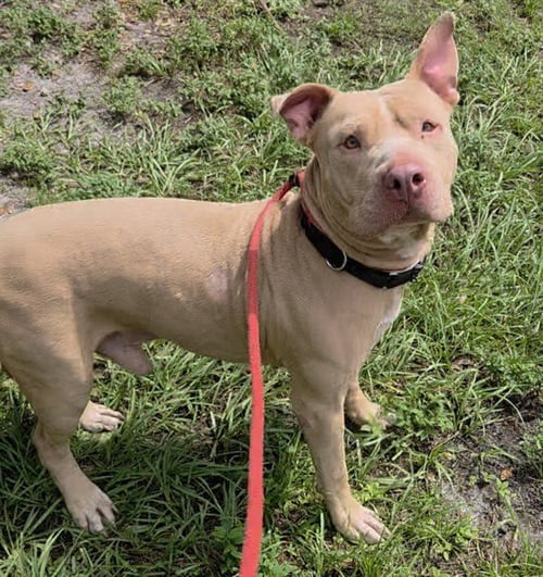 TINY - American Staffordshire Terrier available for adoption