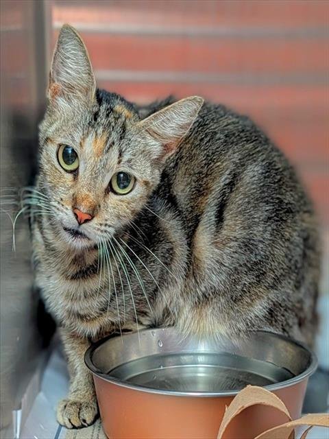 MAKENZIE - Domestic Short Hair available for adoption