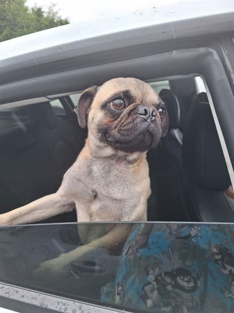 FRANK - Pug available for adoption