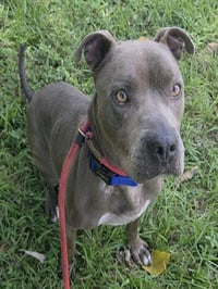 SCOOB - Photo 1