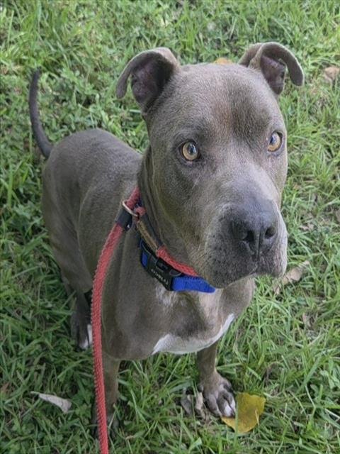 SCOOB - American Staffordshire Terrier available for adoption
