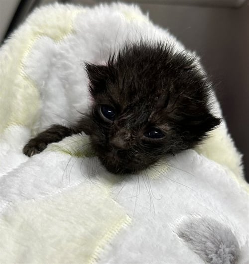 A2476678 - Domestic Short Hair available for adoption